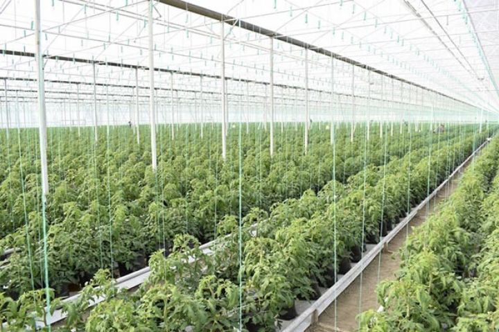 Yeni istixana yaradılıb, məhsullarını Rusiyaya ixrac edəcək