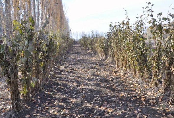 Zaqatalada fındıq bağları iki dəfə artdı