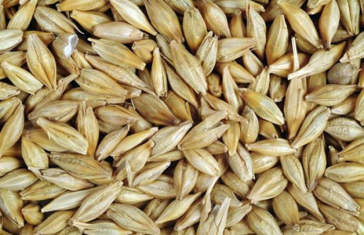 İran və İraq Azərbaycandan arpa alır