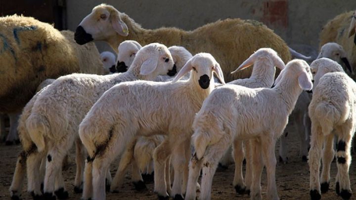 "Quzuların kəsilib satılması ilə ət istehsalında böyük itkiyə yol verilir"
