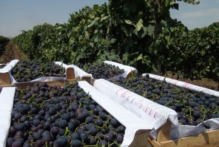 Üzümçü ixracın təşkilinin zəif olduğunu bildirir