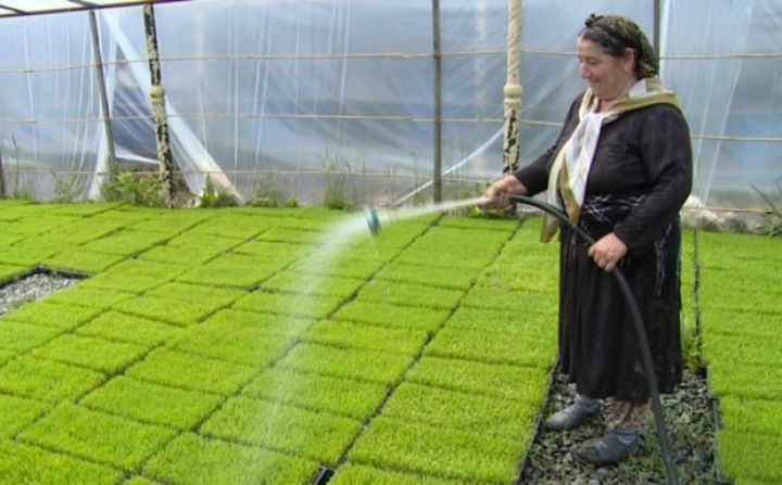 Qeyri-sabit hava çəltikçiliyə mənfi təsir etsə də...