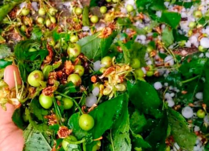 Şiddətli dolu Xaçmazda ziyan vurub