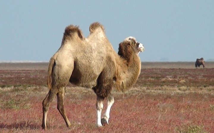 Dəvələrə təlim keçməklə qoruqlara turist cəlb edilməsi planlaşdırılır