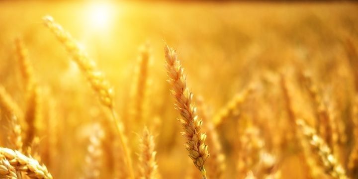 Rusiyadan "taxıl OPEC-i qurulsun" təklifi