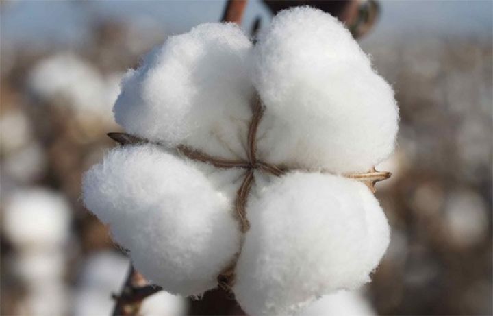 Pambıq tədarükünə dair operativ məlumat