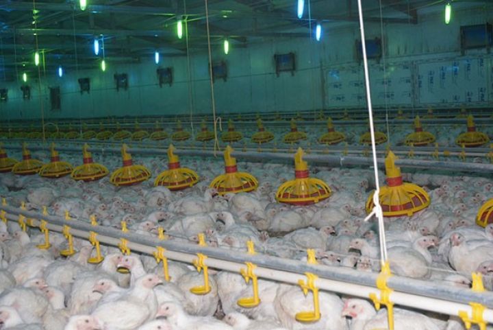 Azərbaycanın quşçuluq şirkətinin üçdə biri satışa çıxarılacaq