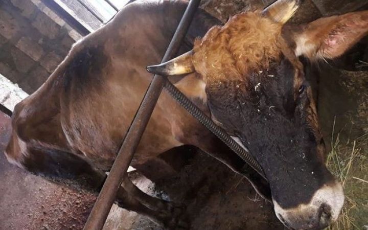 Bərdədə heyvanlar arasında kütləvi xəstəlik yayılıb