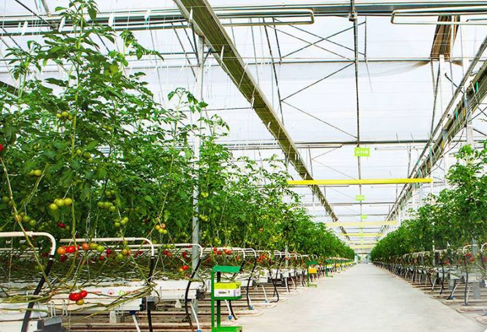 Azərbaycanın aparıcı istixana şirkəti yenidən təşkil olunub - KAPİTALI ARTDI