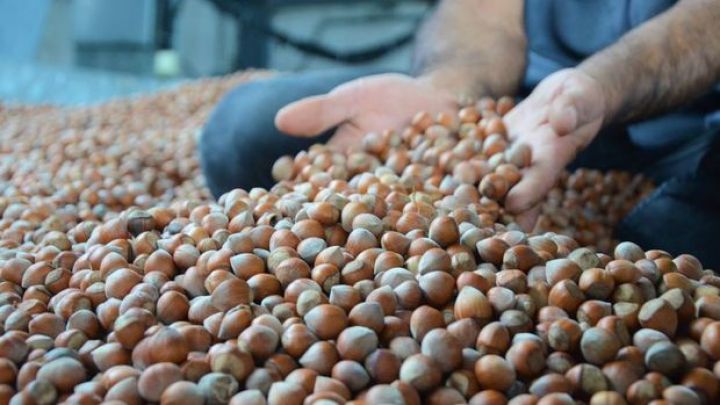 Azərbaycandan fındıq ixracı dayana bilər