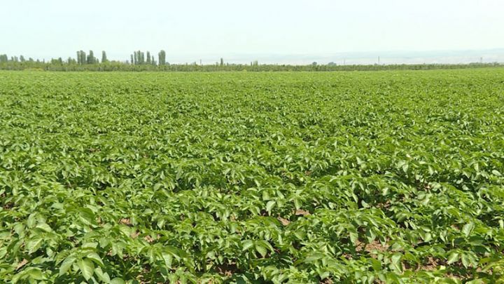 Subsidiyalardan təyinatı üzrə istifadə etməyən fermerlər cərimələnəcək