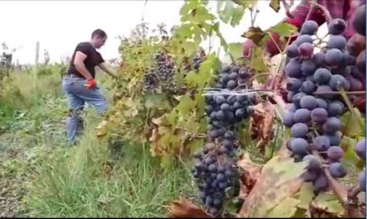 Dövlət bu rayonlarda salınacaq üzüm bağının hər hektarına 8000 manat yardım ödəyəcək