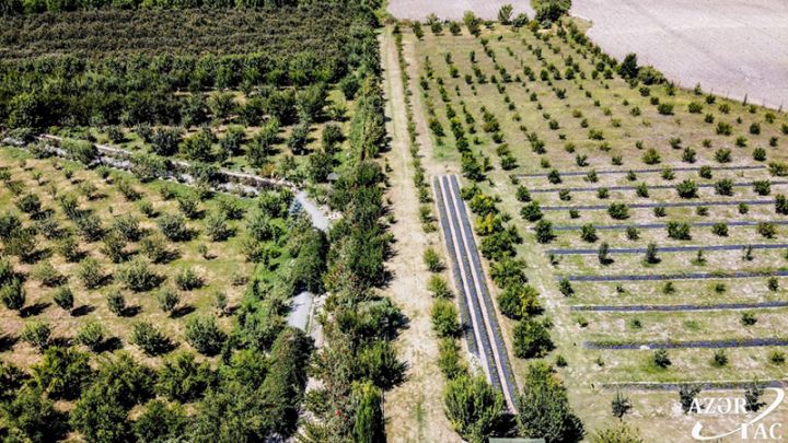 Bu şirkət 50-yə yaxın meyvə və giləmeyvəni tam orqanik yetişdirilir - FOTOLAR