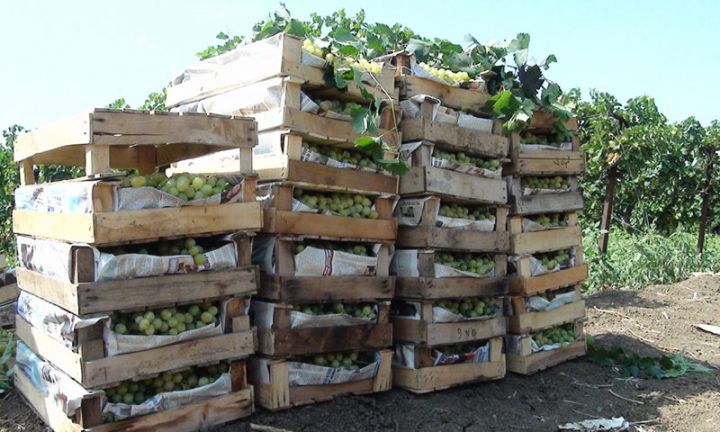 "Bu il keçən illə müqayisədə üzümün alıcısı çoxdur"