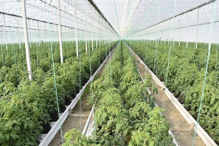 Azərbaycanda istixanların sayı 3 mini keçib