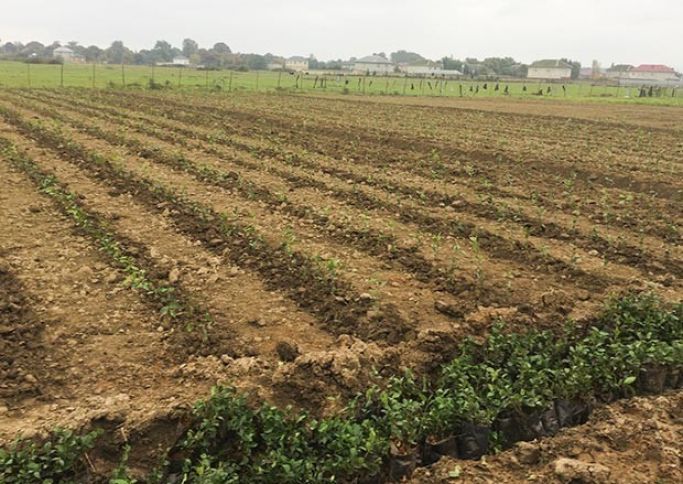 Masallıda yeni çay plantasiyaları salınıb