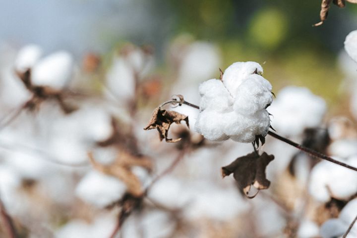 Pambığın təhvil verilməsinin təsdiq edilməsi prosesi elektronlaşdırılacaq