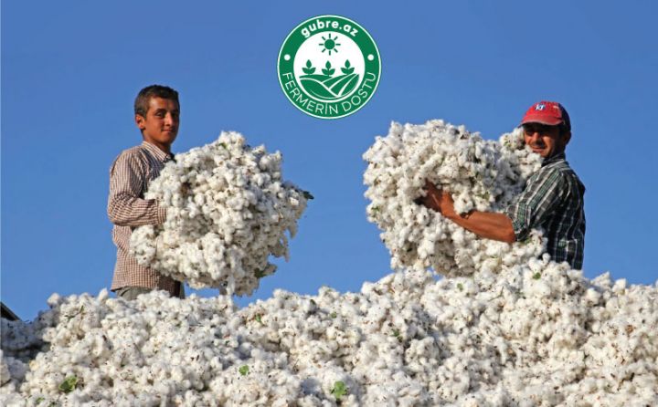 Pambıqçı fermerlər üçün “Toxum dövlətdən, gübrə şirkətdən” kampaniyasına start verildi
