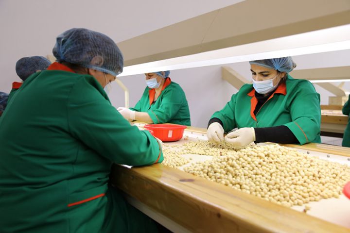 AZPROMO fındıq emalçısına dəstək göstərir