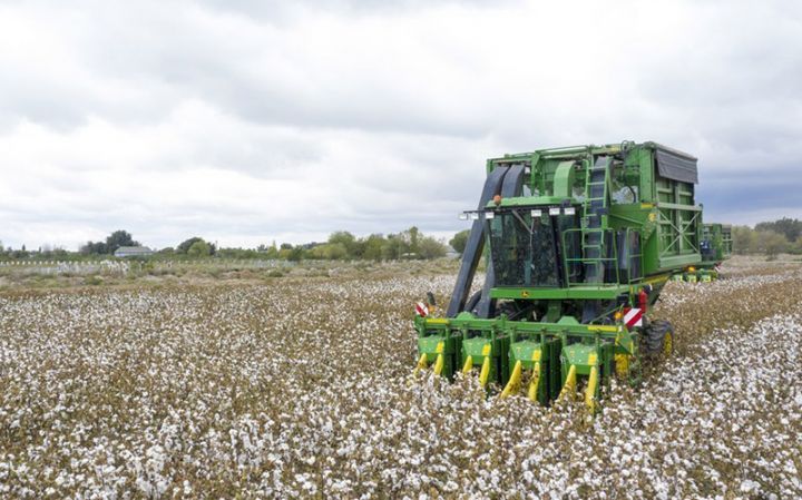 Azərbaycanda pambıq yığımına başlandı