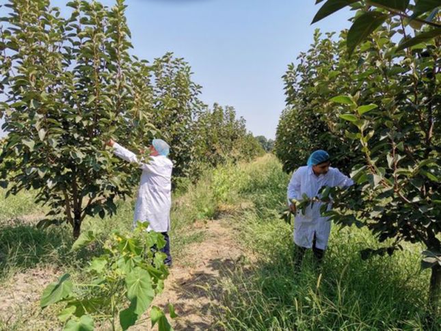 Xurma bağlarında ağaclar zərərvericilər ilə sirayətlənib