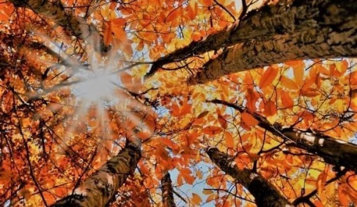 Noyabrın 6-da gözlənilən hava şəraiti