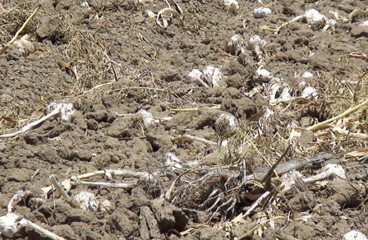 Biləsuvarda ilk dəfə geniş sahədə əkilib, bol məhsul yetişib