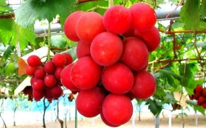 Bir salxım üzüm 12,7 min dollara satılıb