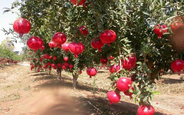 Azərbaycanın nar istehsalçıları subsidiya məbləğindən narazıdır
