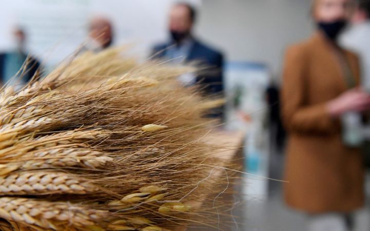 Rusiya buğda ixracını kəskin azaldıb