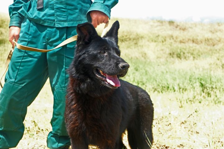 ANAMA daha 30 minaaxtaran it alacaq