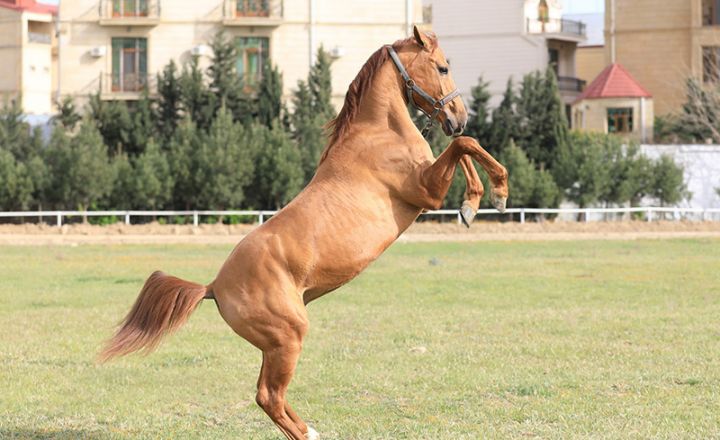 Qarabağ atlarından biri ilkin satış qiymətindən 10 % baha satılıb