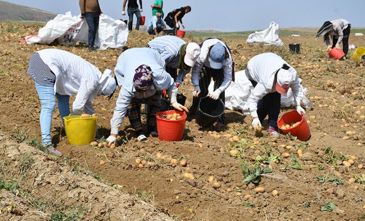 “Buta-Group”un aqroparkında hər hektar üzrə orta məhsuldarlıq 40-45 ton kartof təşkil edir