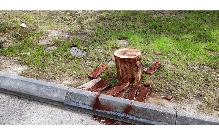 Tikinti şirkəti ağacları zədələyib, toplanmış sənədlər məhkəməyə göndərilib