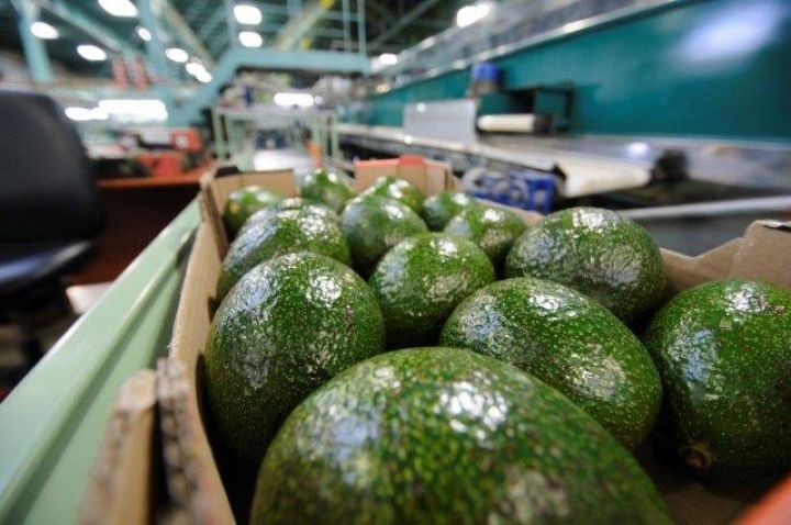 İsrail Azərbaycana meyvə ixrac edəcək