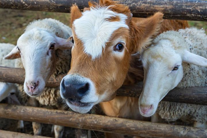 Sığorta şərtləri açıqlandı: Keçi və qoyunlar 7 manat, inəklər 24 manat – ŞƏRTLƏR, MƏBLƏĞLƏR