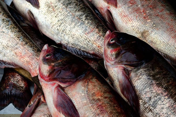 Balıq ehtiyatları ilə bağlı ekspedisiya başlayır - Məqsəd balıq ov kvotalarını müəyyən etməkdir