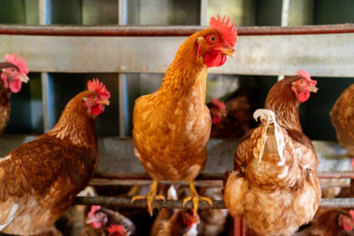 Broyler şirkətinin xalis mənfəəti 24% artıb