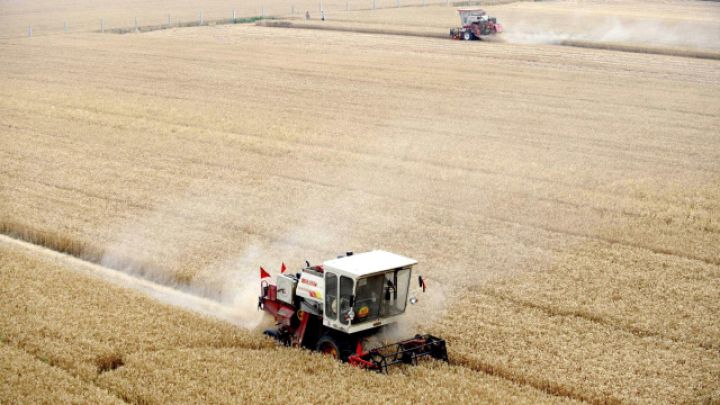 Çinin taxıl istehsalı rekord qırıb